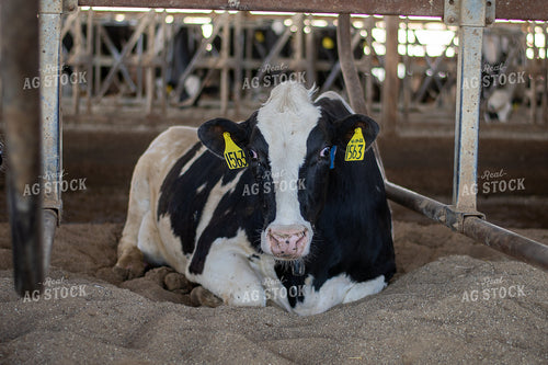Holstein Cattle 50490