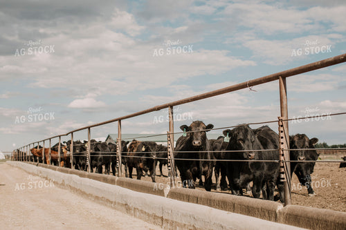 Feedyard 3008