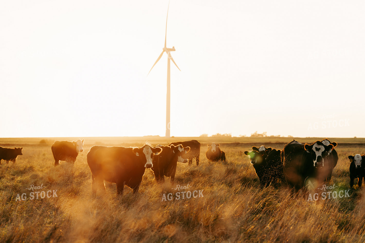 Cattle on Pasture 68244