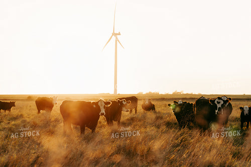 Cattle on Pasture 68244