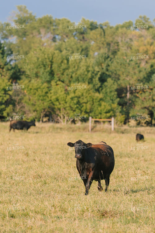 Black Angus Cattle on Pasture 68289