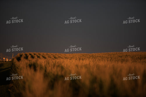 Corn Tassels at Sunset Dark Sky 3202