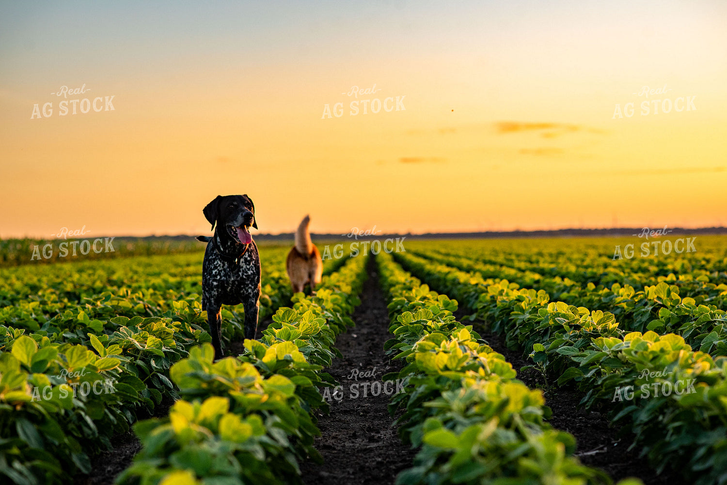 Farm Dogs in Early Season Soybean Field at Sunset 136071