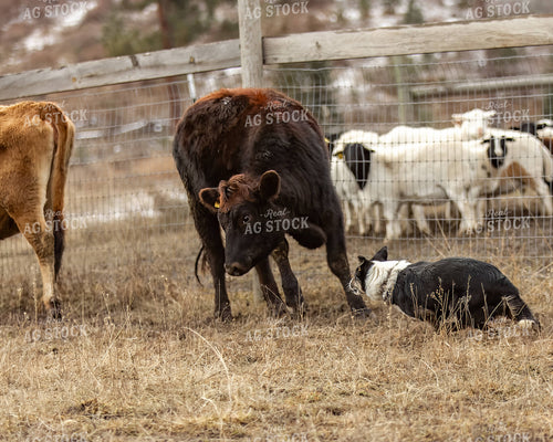 Herding Dog Working Cattle 188089