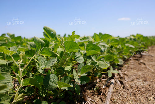 Midseason Soybeans 129096