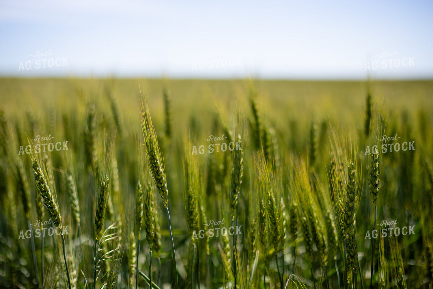 Mid-Season Wheat Field 208095