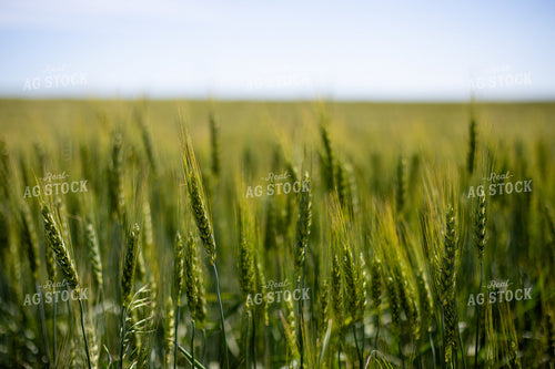 Mid-Season Wheat Field 208095