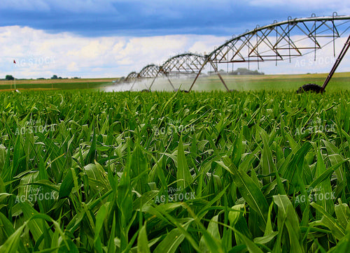 Irrigating Corn Field 141577