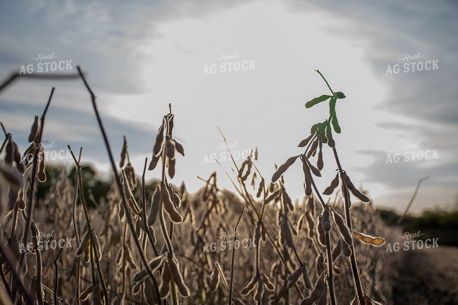 Soybean Field Ready for Harvest 50283