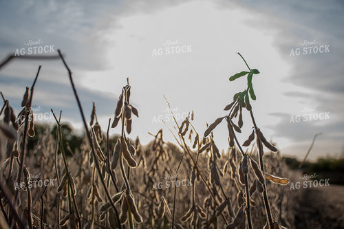 Soybean Field Ready for Harvest 50283