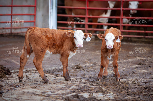 Hereford Cattle 132056