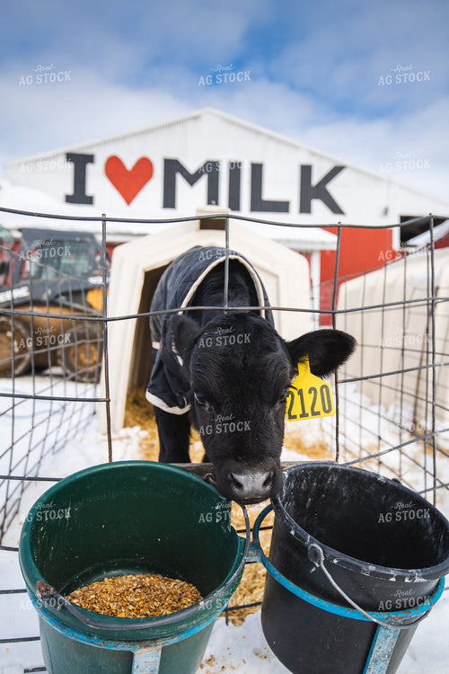 Dariy Calf in Hutch 250153