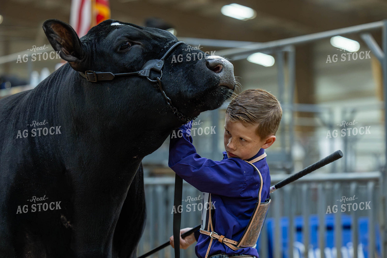 Showing Cattle 98058