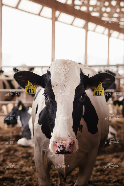 Holstein Cow 137024