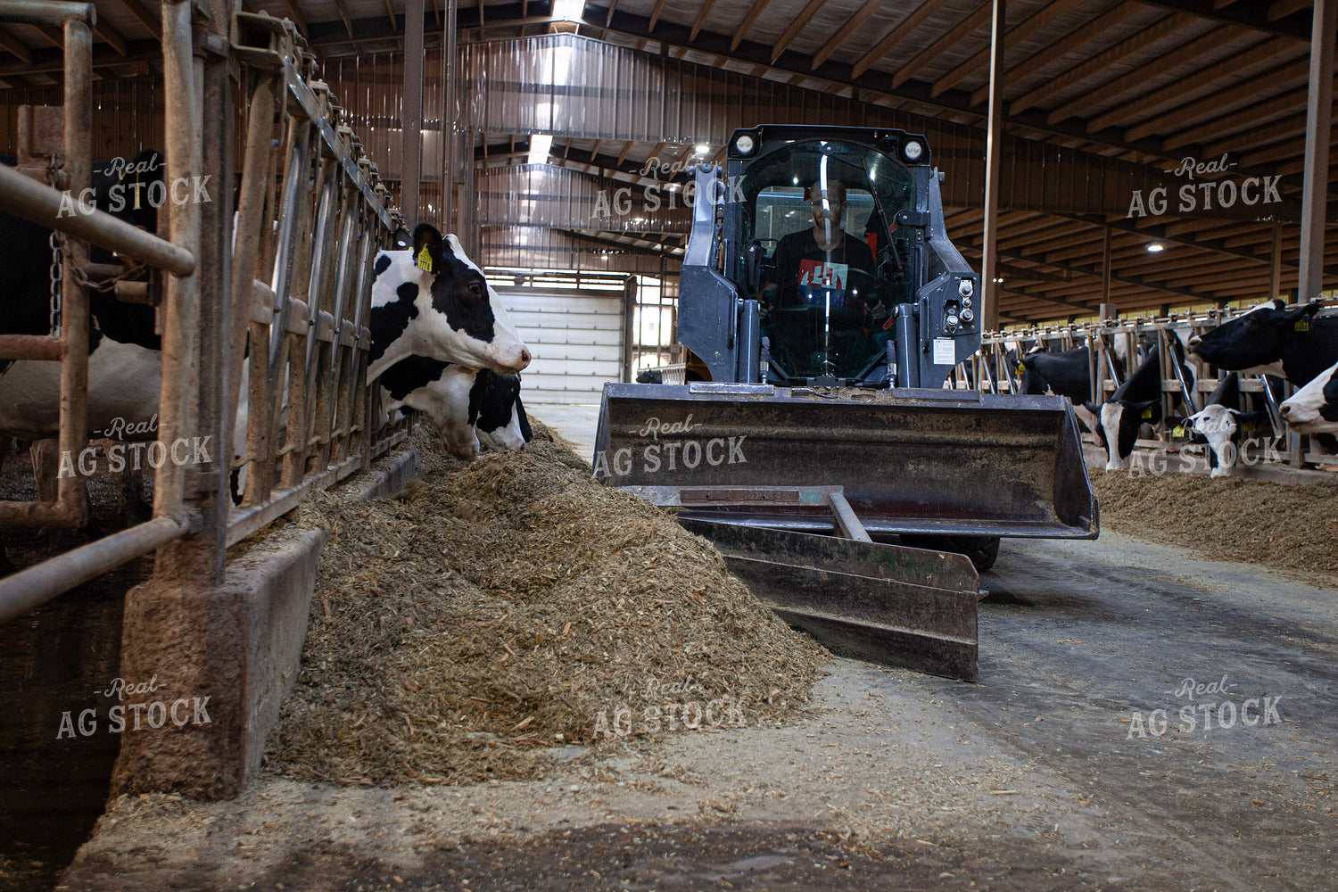 Feeding Dairy Cattle 132229