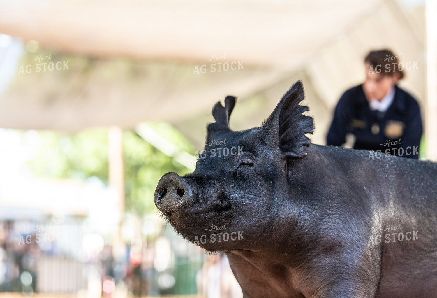 Pig Being Shown 107078
