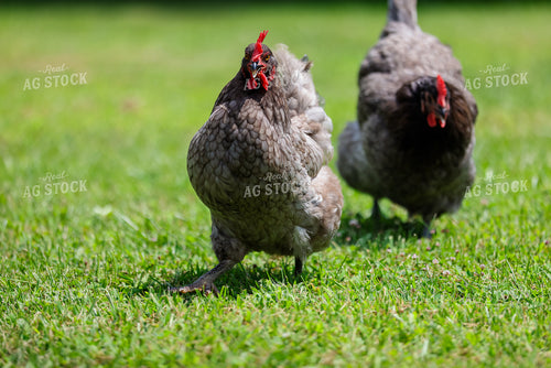 Chickens 90147