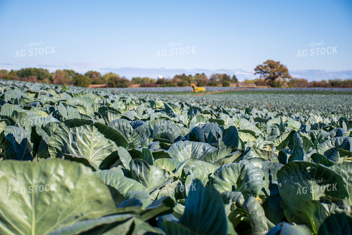 Cabbage Field 50161