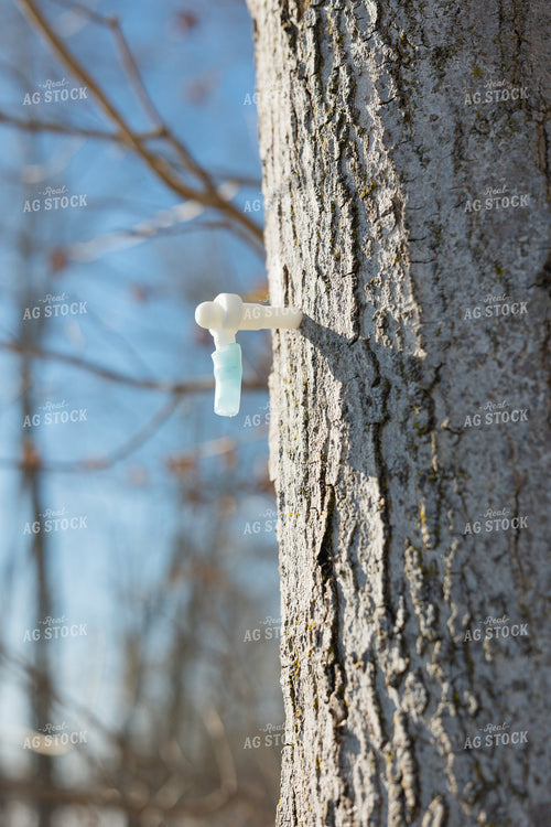 Maple Syrup Spile Tap 52944