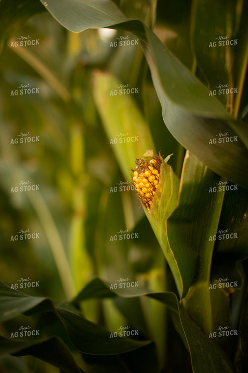 Corn - Mid-Season 2298