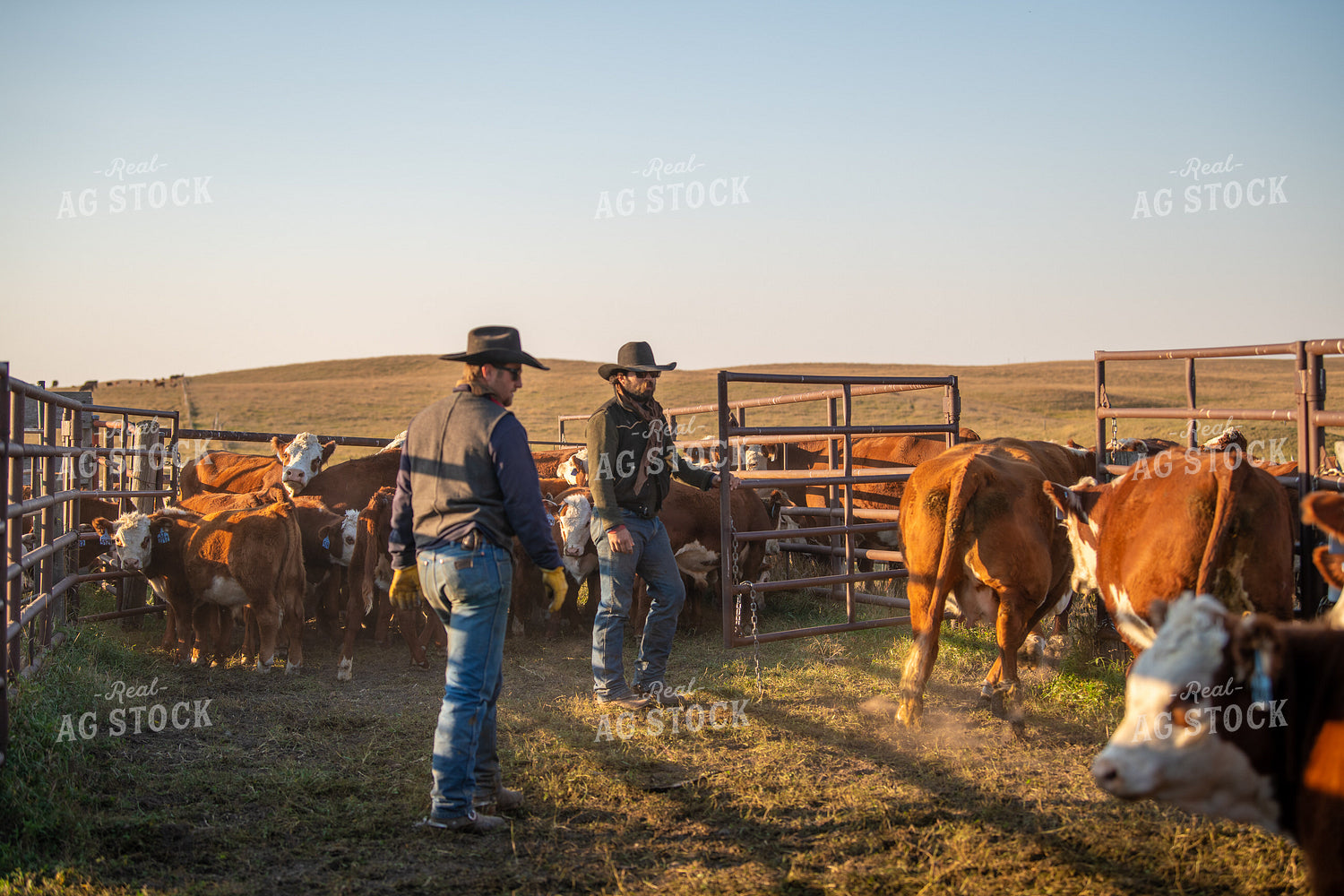 Ranchers Working Cattle 212144