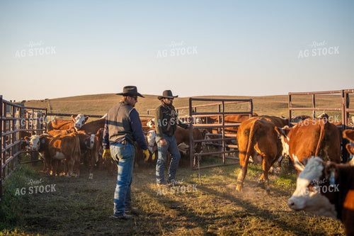 Ranchers Working Cattle 212144