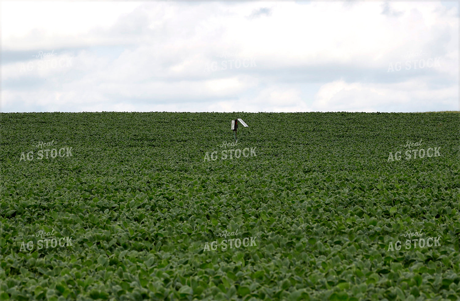Sensor in Soybean Field 141615