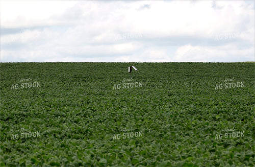 Sensor in Soybean Field 141615