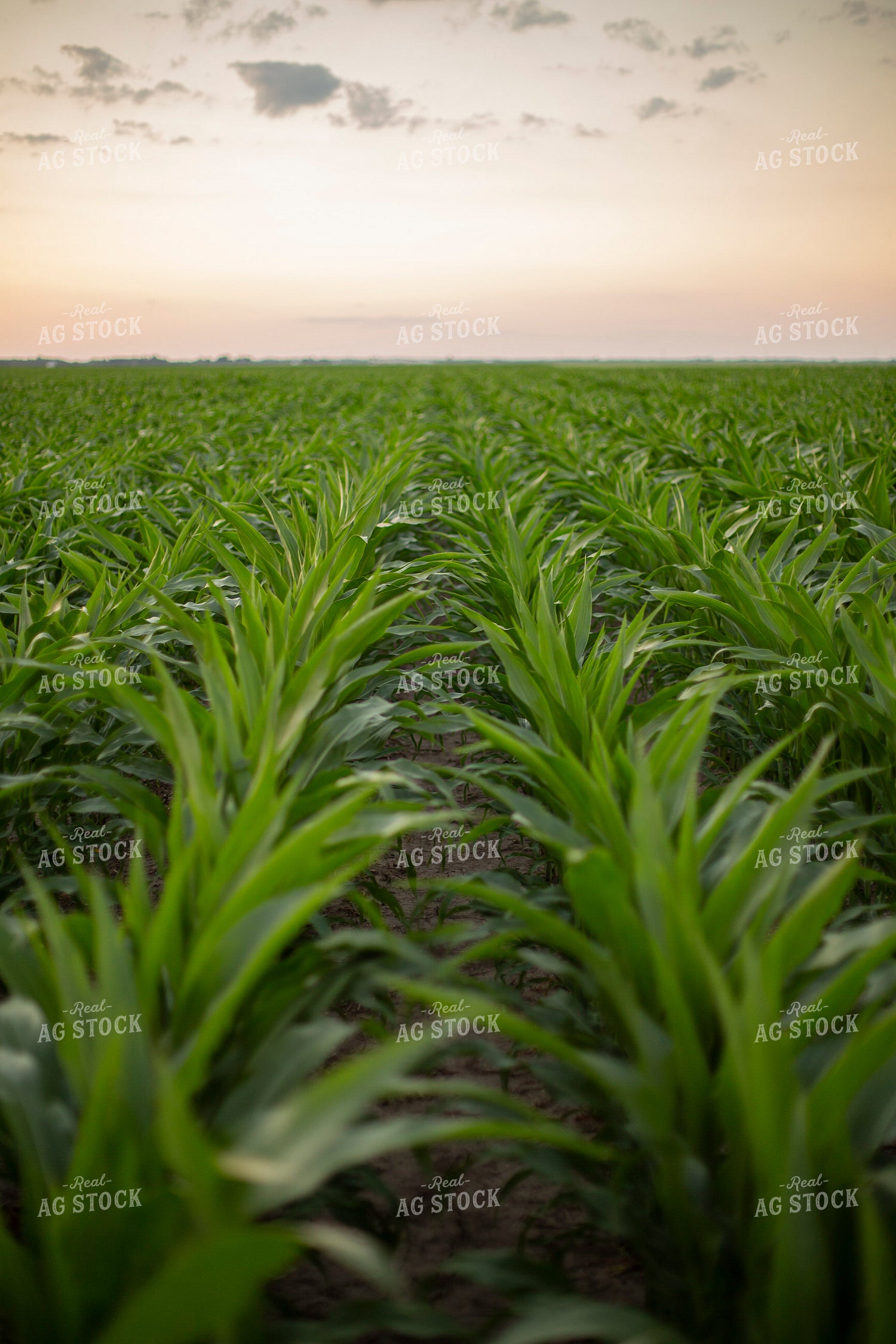 Mid-Season Corn 93034