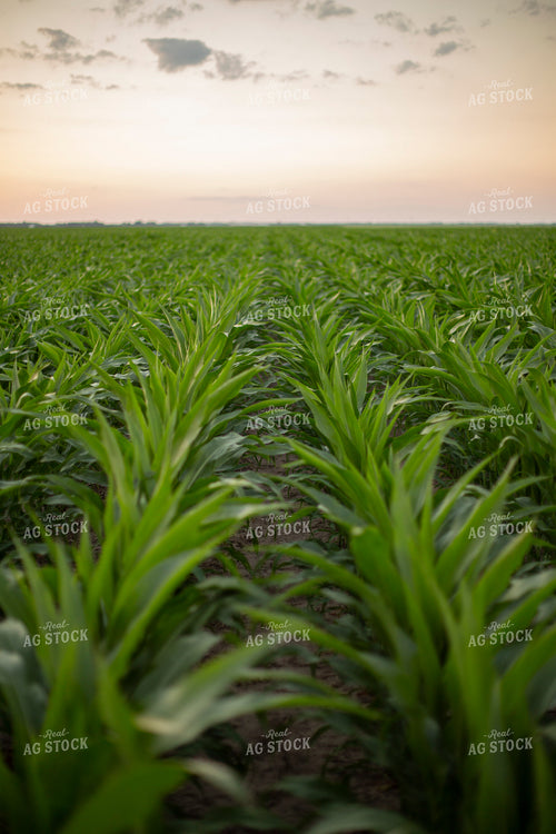 Mid-Season Corn 93034