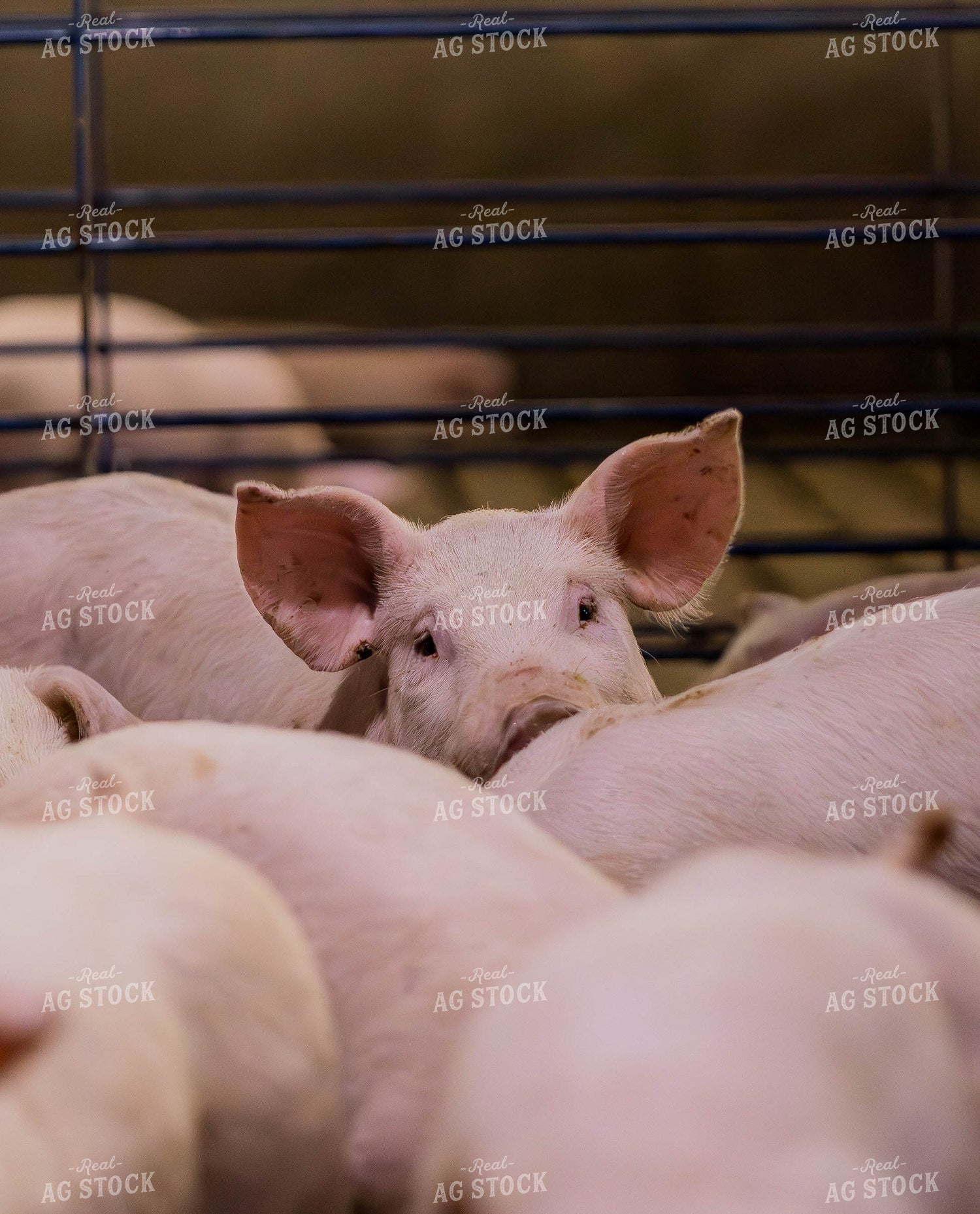 Pigs 289106