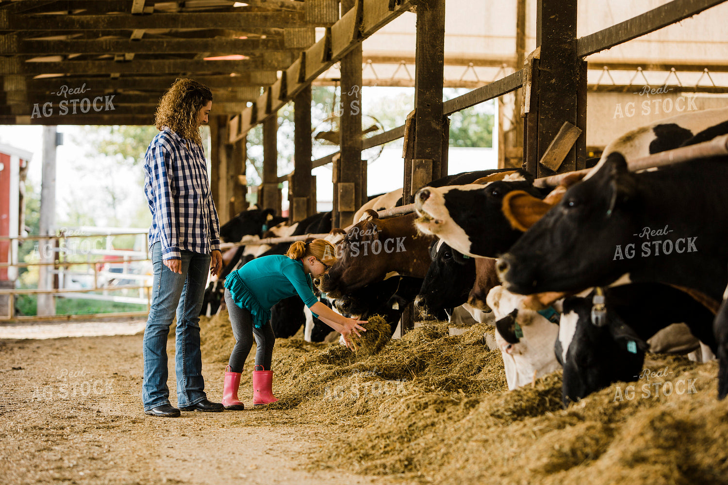 Dairy 2701