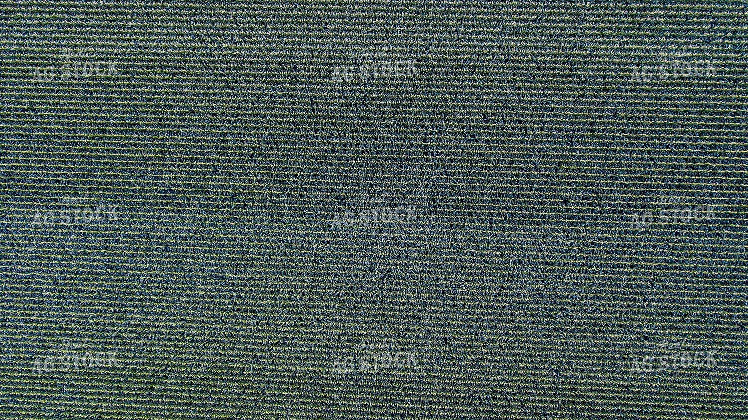 Overhead of Corn Tassels 250127