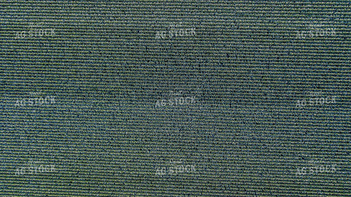 Overhead of Corn Tassels 250127