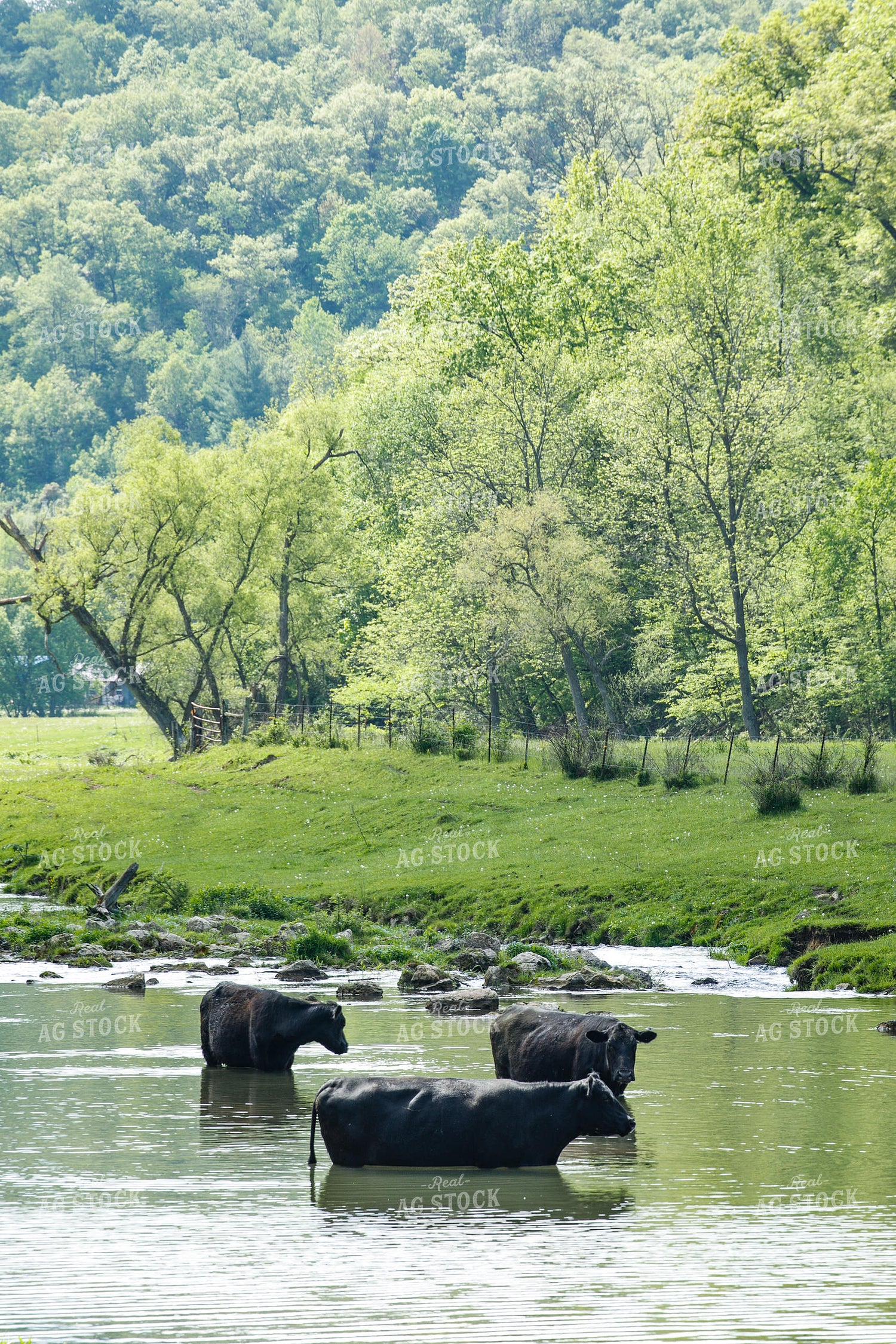 Cattle in Creek 145006