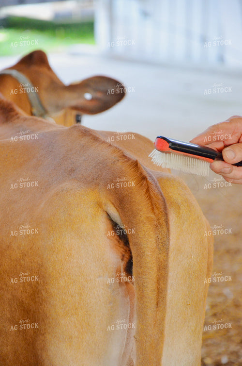 Combing Cattle 166000