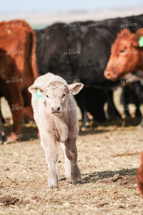 Charolais Calf 293008