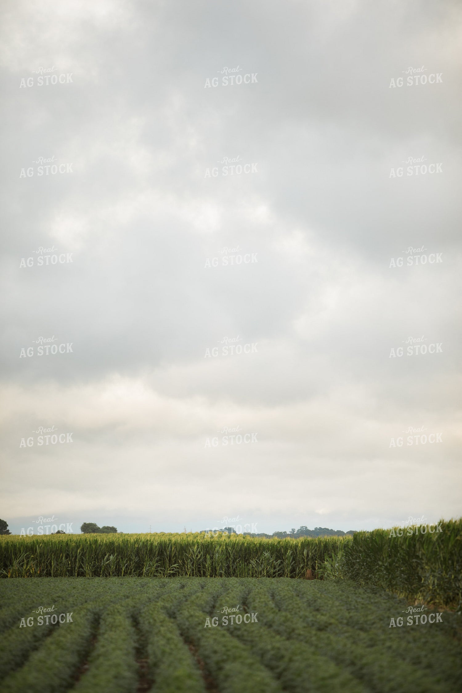 Green Corn and Soybean Field Border 6293