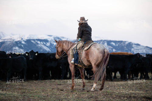 Rancher Herding Cattle on Horseback 219070