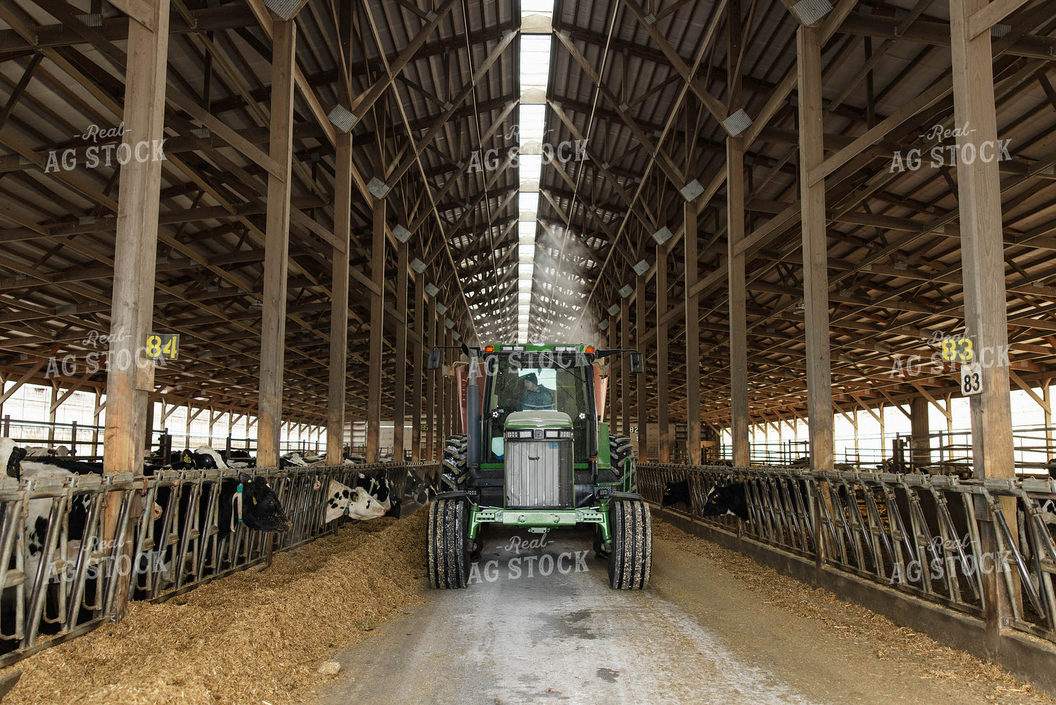 Feeding Cattle in Freestall Barn 152685
