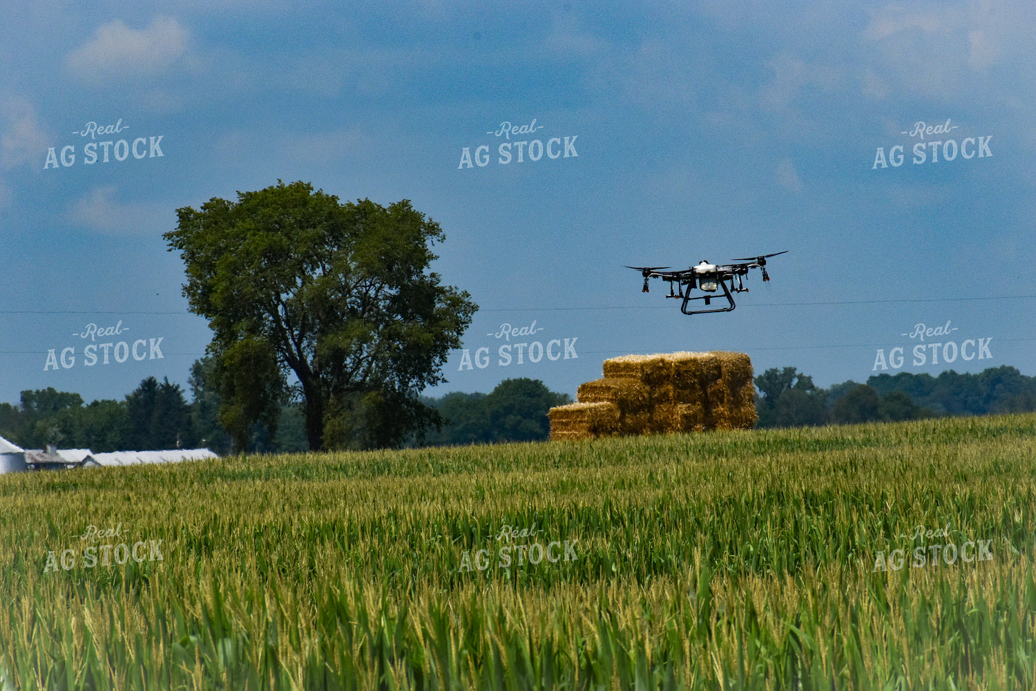 Drone Flying Over Corn Field 84131