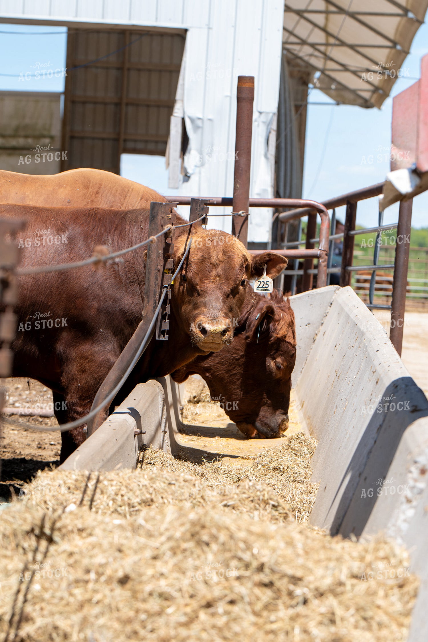 Red Angus Bulls Eating from Feed Bunk 193078