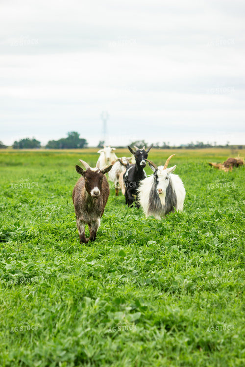 Nigerian Dwarf Goat 155245