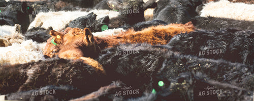 Cattle in Pen 69010