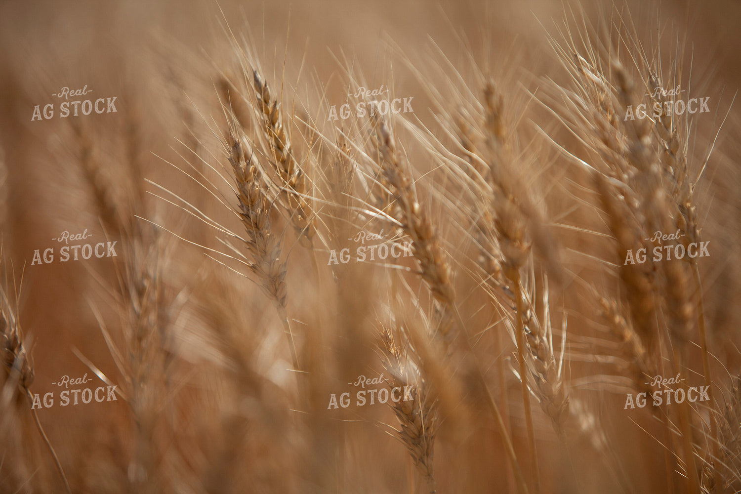 Wheat 2141