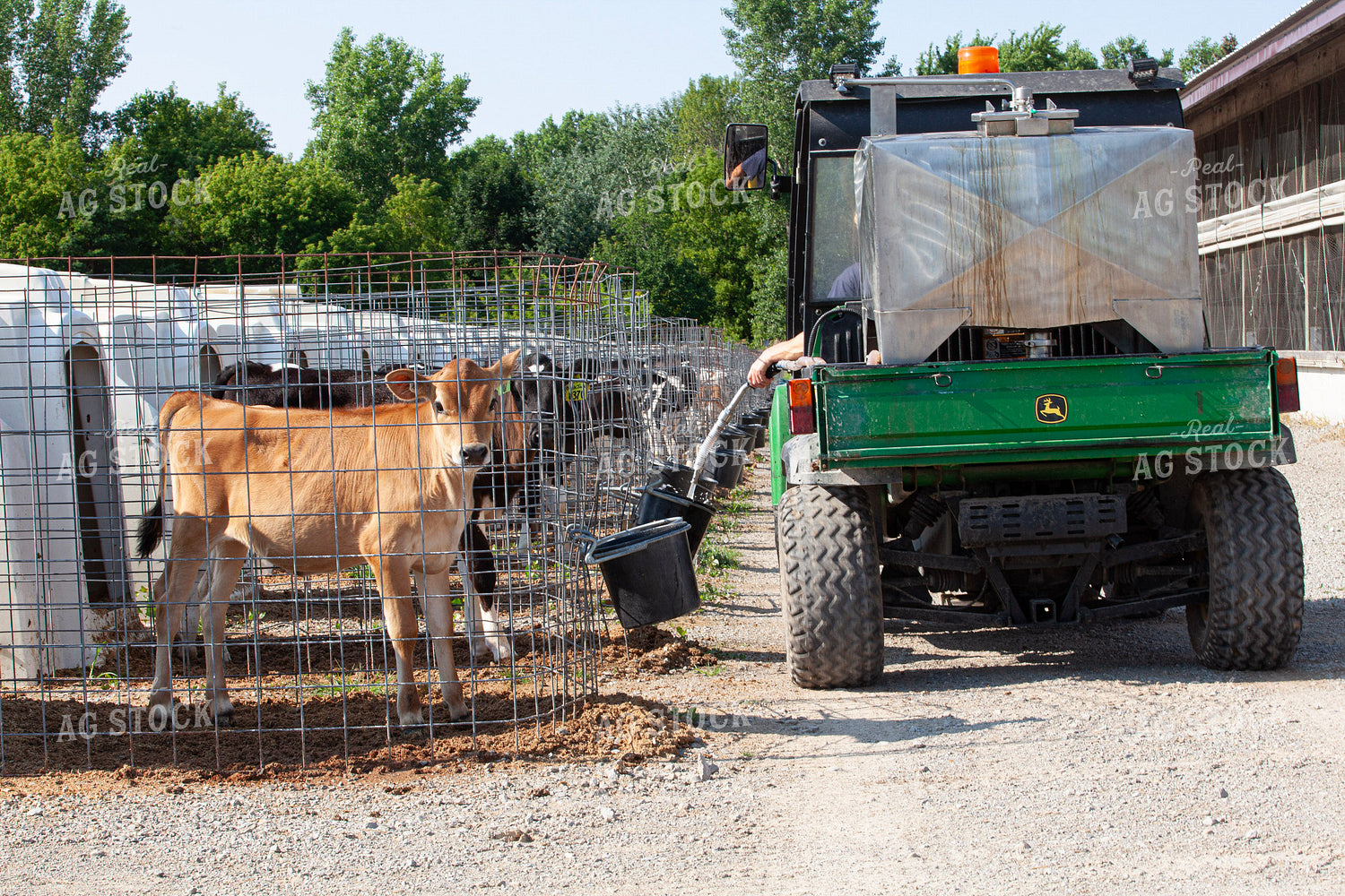 Watering Dairy Calves 132154