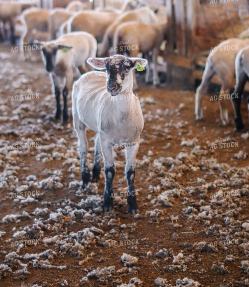 Sheep 220016