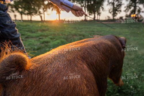 Farm Kid with Show Pig 270211