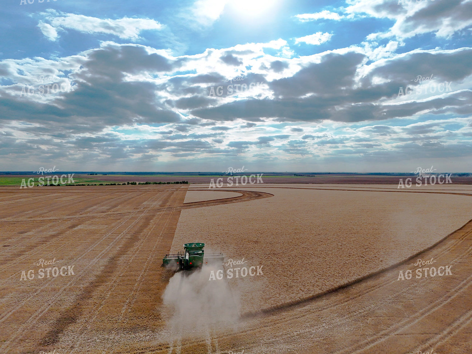 Harvesting Wheat 239614