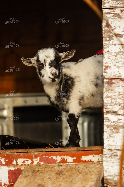Goat 155088